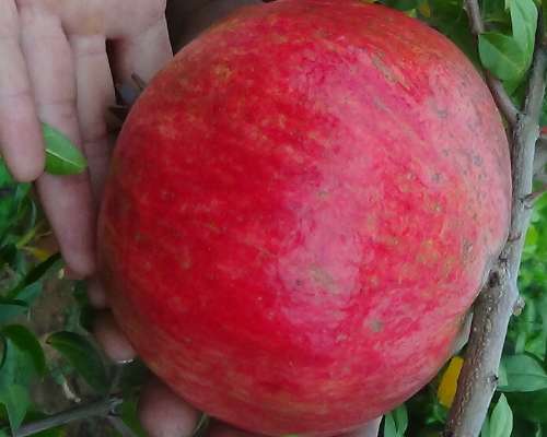 石榴籽能吃嗎？全方位為你分析