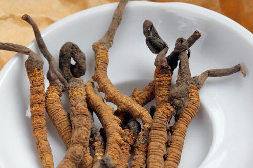 蟲(chóng)草的功效與作用   抗疲勞抗腫瘤