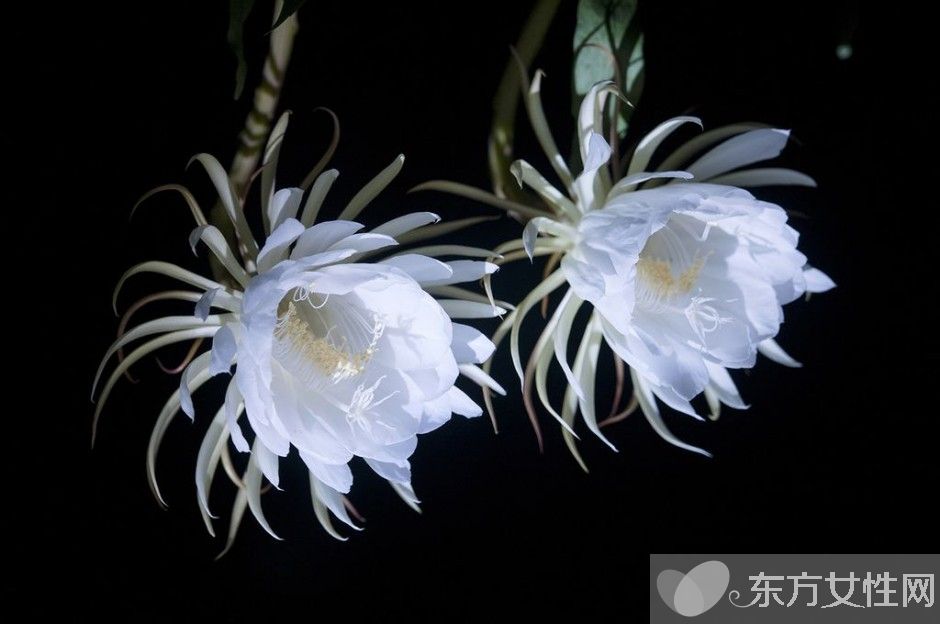 曇花可以吃嗎 曇花的藥用價值有哪些