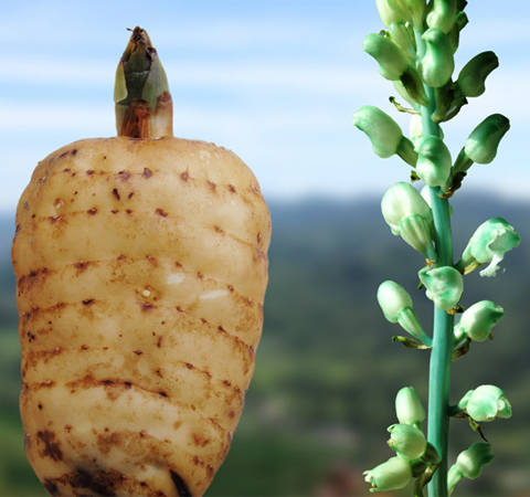 清肝平陽 天麻的功效作用及吃法介紹