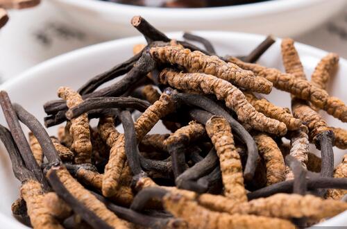 蟲草的功效與作用   抗疲勞抗腫瘤