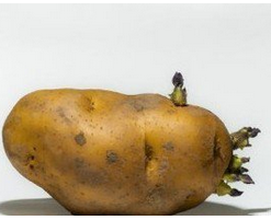 生活百科告訴你，發(fā)芽的土豆能吃嗎？