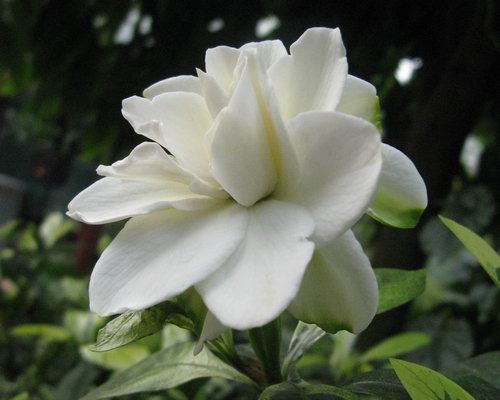 梔子花有毒嗎？全方位為你分析