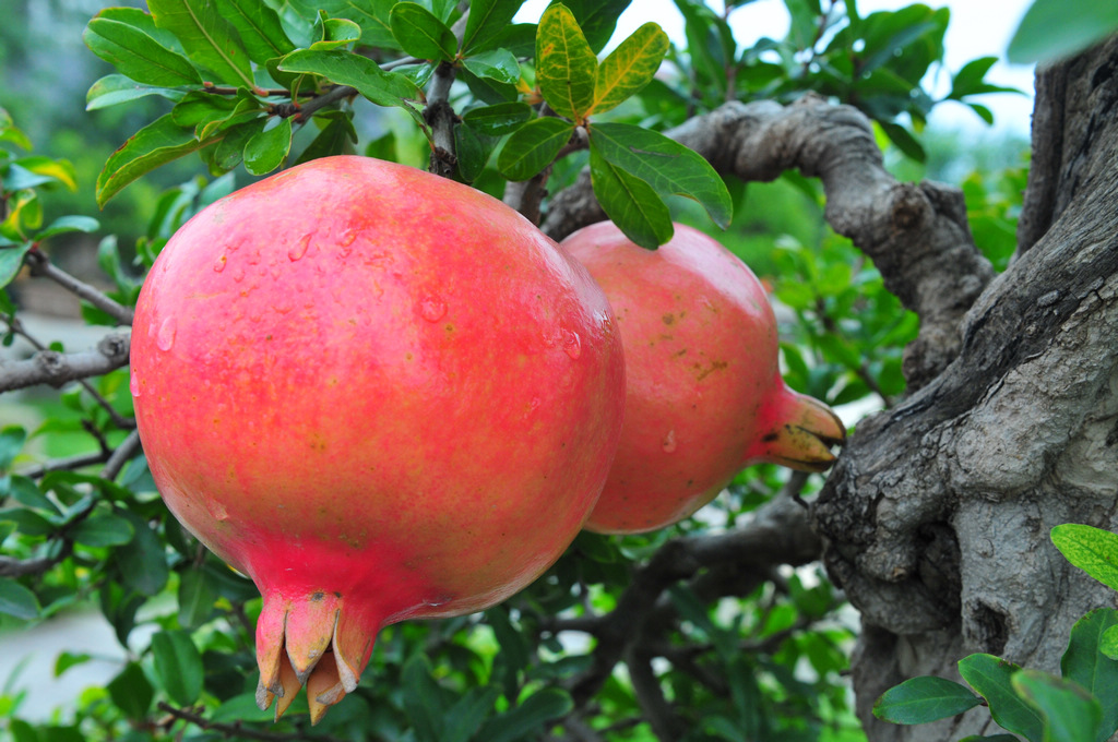 吃石榴上火嗎 石榴籽能吃嗎