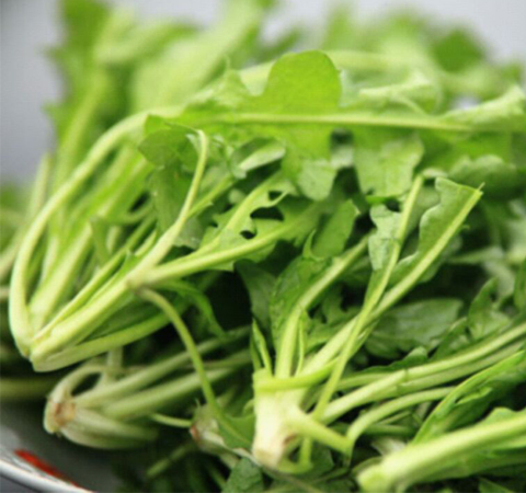 預(yù)防癌癥 薺菜的功效與作用及吃法介紹