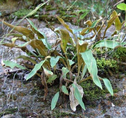 清熱化痰 石韋的功效與作用及選方介紹