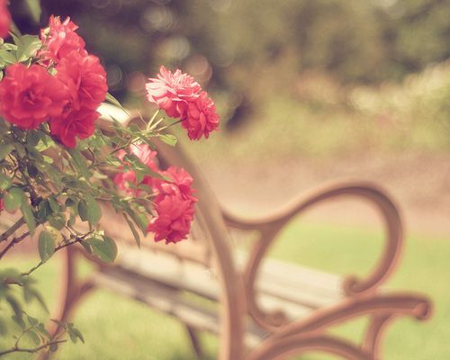 全蝎的功效與作用，全方位為你分析