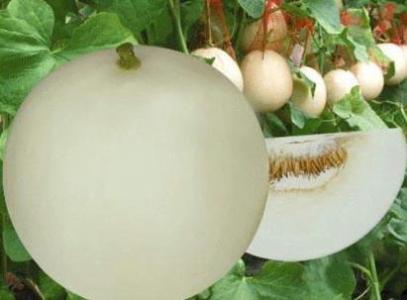 香瓜的功效與作用以及它的營養(yǎng)價值是什么