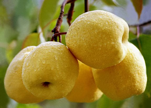 幾種化痰的水果供大家選擇