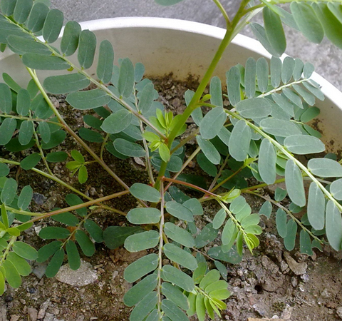 清熱解毒 雞骨草的功效及吃法介紹