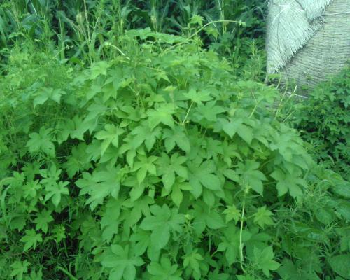 山萸肉的功效與作用，全方位為你分析