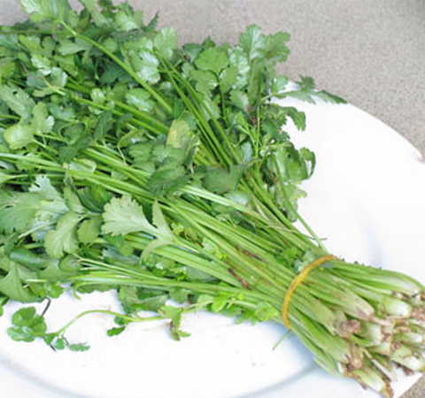 利尿健腎 香菜的功效與作用及吃法介紹