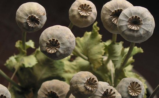 罪惡之花罌粟殼的功效與作用