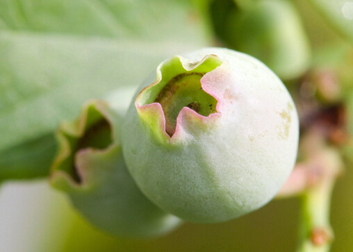 無(wú)花果的功效與作用及食用方法可治痔瘡