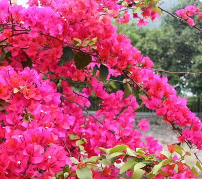 滿山紅是什么及滿山紅的功效