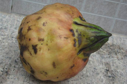 清心除熱 雞頭米的營養(yǎng)價(jià)值及功效介紹