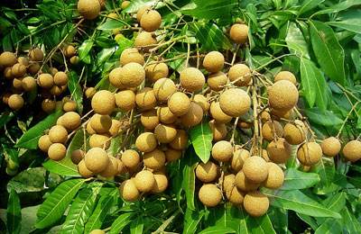 桂圓補(bǔ)血佳品 孕婦可以吃桂圓嗎