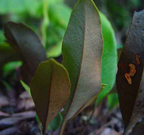 清熱化痰 石韋的功效與作用及選方介紹