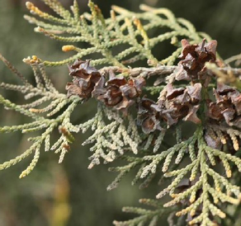 清熱止咳 側(cè)柏葉的功效與作用及配方介紹