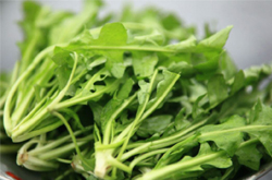 預(yù)防癌癥 薺菜的功效與作用及吃法介紹