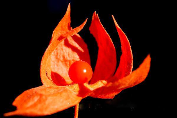 紅菇娘的功效與作用 有很高的醫(yī)療作用