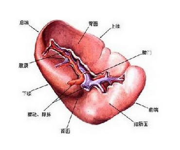 脾虛肝火旺怎么調(diào)理，有這種癥狀的可以學(xué)習(xí)下