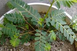 清熱解毒 雞骨草的功效及吃法介紹