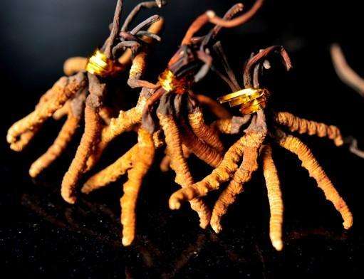 中國三大寶之冬蟲夏草的功效你知道嗎