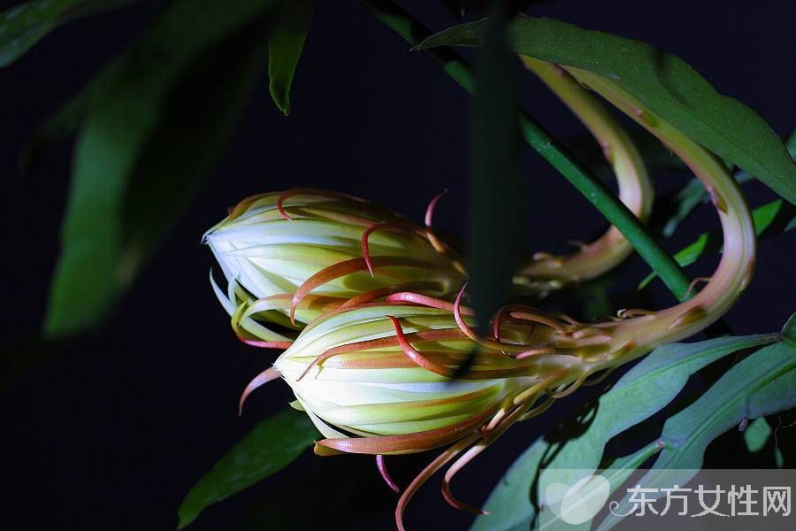 曇花可以吃嗎 曇花的藥用價值有哪些