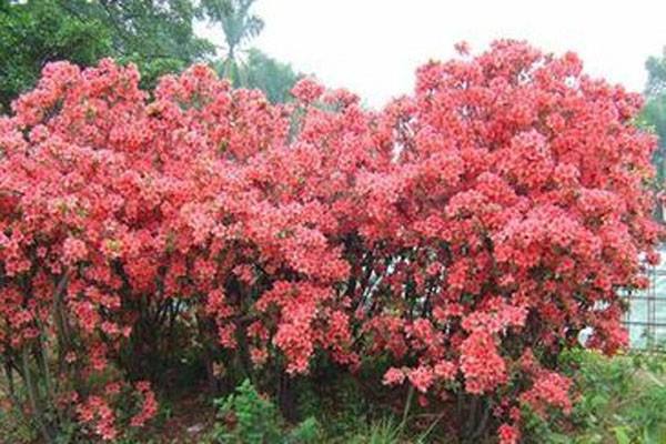 滿山紅是什么及滿山紅的功效