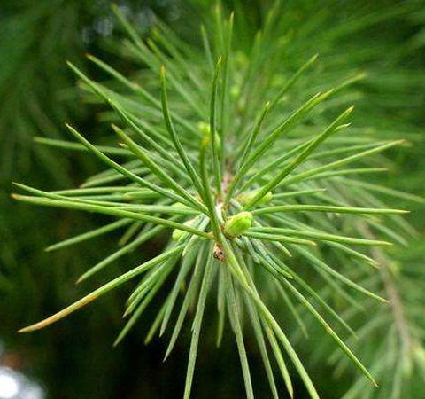 滋陰補(bǔ)陽(yáng) 松針的功效與作用及吃法介紹