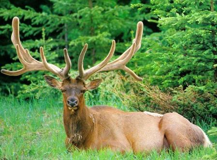 鹿茸的功效與作用 對(duì)心血管的作用起到很大幫助