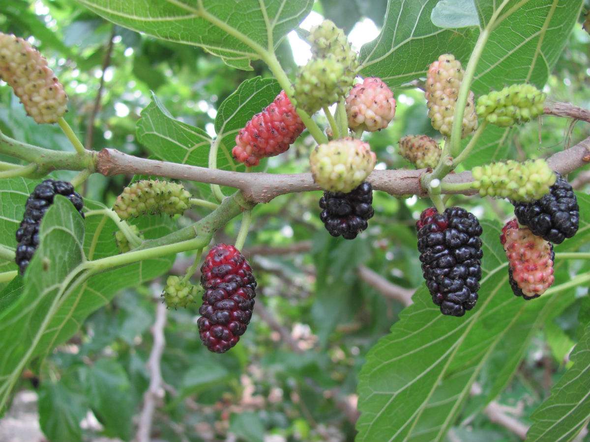 神奇的食物 白發(fā)變黑養(yǎng)生粥