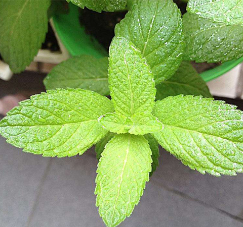 健胃祛風(fēng) 薄荷葉的功效與作用及禁忌介紹