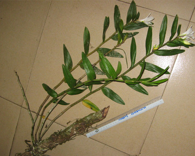 石斛怎么吃好呢？全方位為你講解