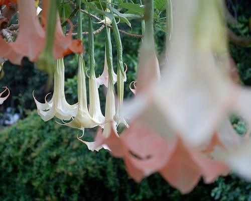 白附子的功效與作用，全方位為你分析