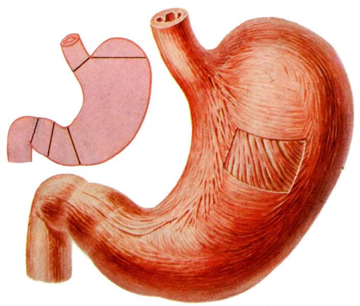 冬天吃什么養(yǎng)胃你知道嗎