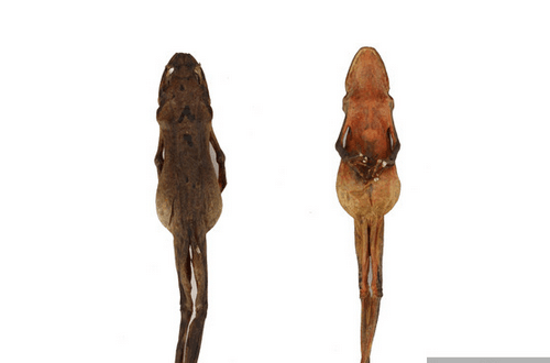 雪蛤是什么    能補(bǔ)腎益精養(yǎng)陰潤肺