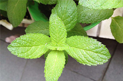 健胃祛風(fēng) 薄荷葉的功效與作用及禁忌介紹