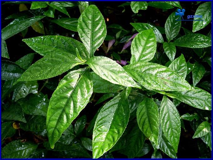 板藍(lán)根雙雄之南板藍(lán)根