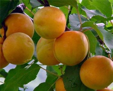 杏的功效與作用 經(jīng)濟(jì)價值及食用禁忌介紹