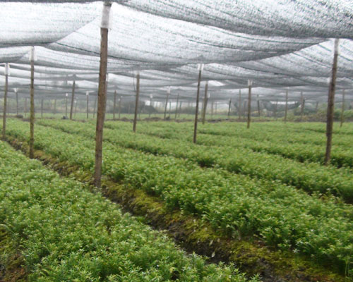 茯苓皮的功效與作用，全方位為你分析