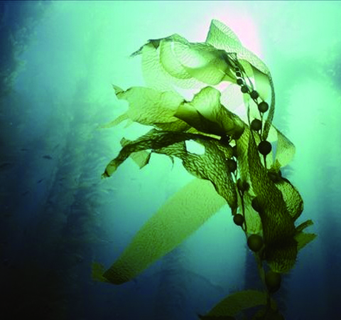 保護血管彈性 海藻的功效與作用及吃法介紹