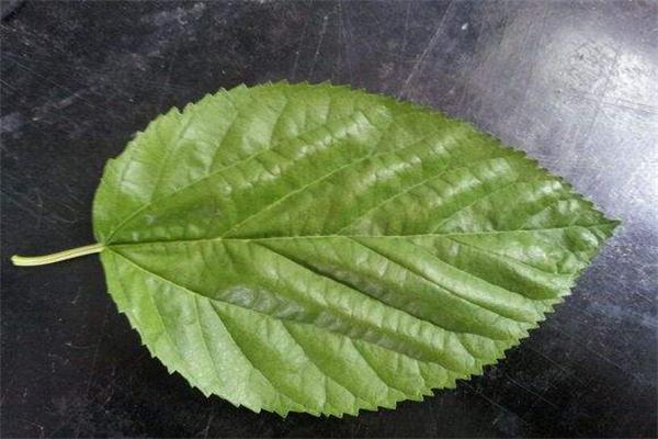 桑葉的作用與功效 桑葉有什么副作用