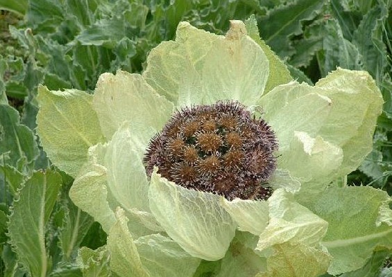 雪蓮花泡酒的方法  學(xué)會(huì)了嗎