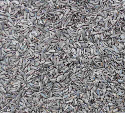 又一神奇的中藥--牛蒡子的功效與作用