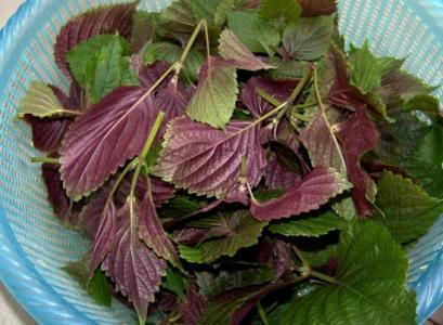 紫蘇葉的功效與作用 可治療多種疾病