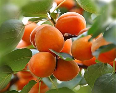 吃水果的最佳時間 不同時間點效果不同