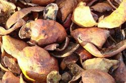 石榴皮的功效 石榴皮有什么作用你知道嗎