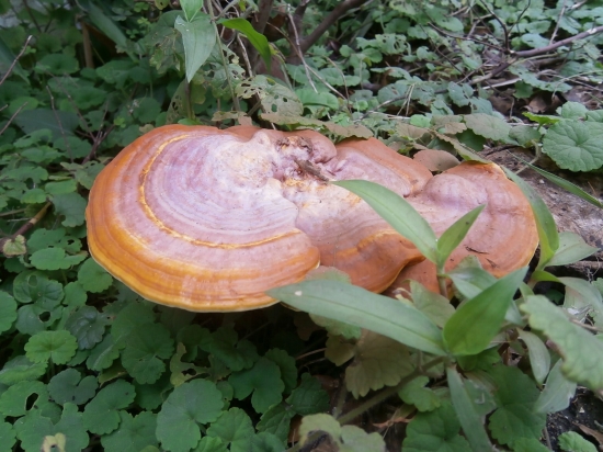 靈芝的功效與作用及服用靈芝的注意事項(xiàng)
